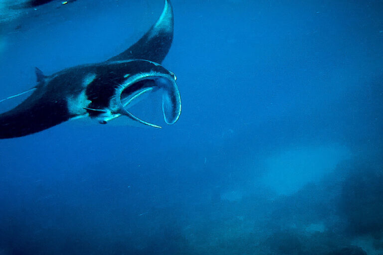 what-to-expect-on-a-Bali-Snorkeling-tour